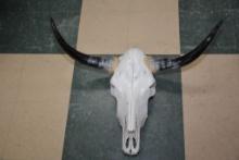 Bull Skull With Black Horns