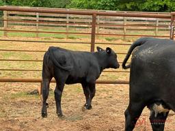 (1) BLACK COW/CALF PAIR