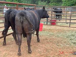 (1) BLACK BRED COW