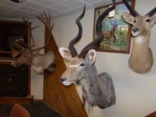 Exotic Kudu Head Mount from Africa (Office Upstairs)
