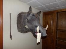 Exotic Wart Hog Mount with Tail from Africa (Office Upstairs)