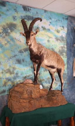 Southeastern Spanish Ibex Full Body Taxidermy Mount in Habitat