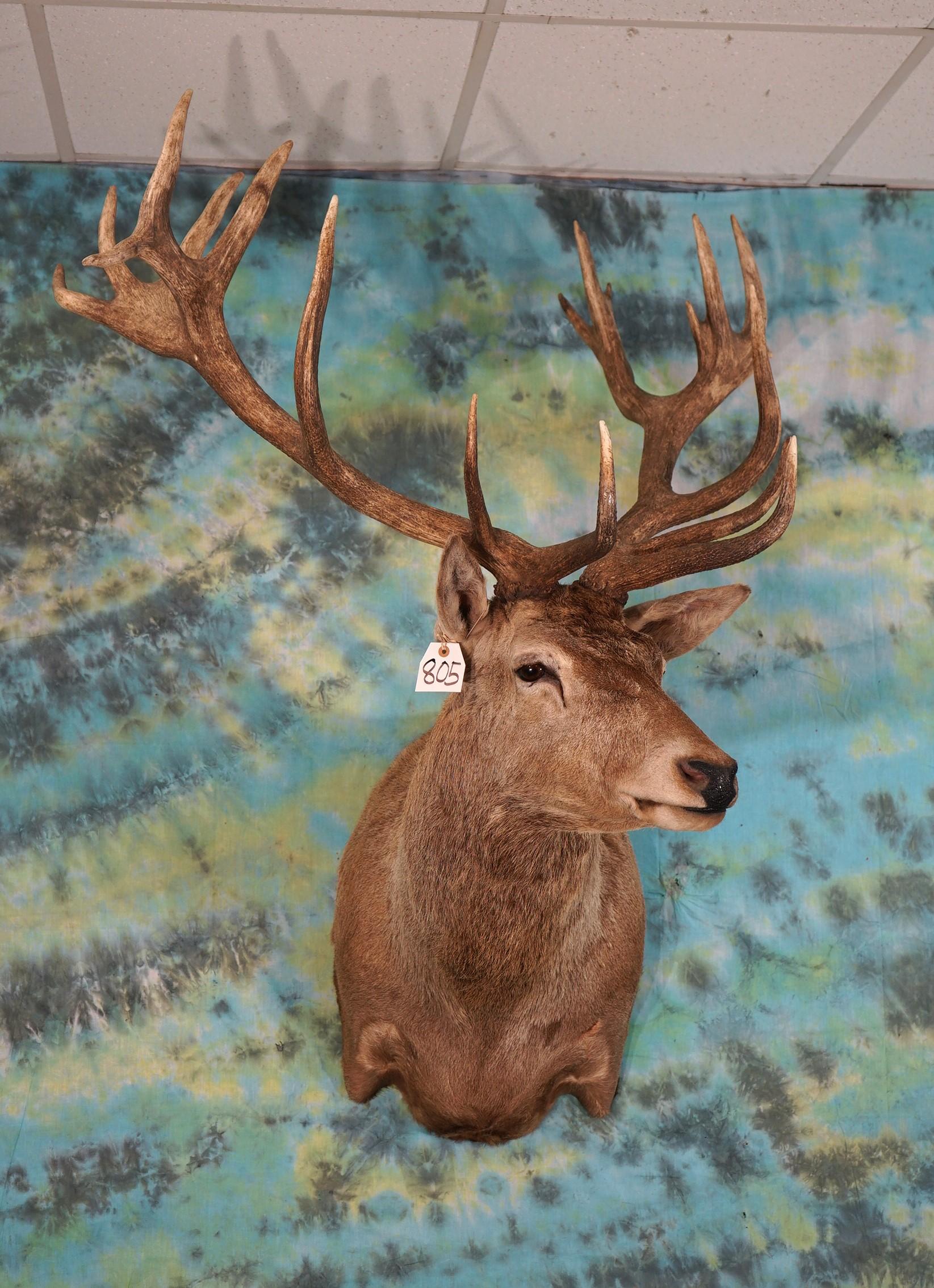 Gold Medal Record Book 20pts. Red Stag Shoulder Taxidermy Mount