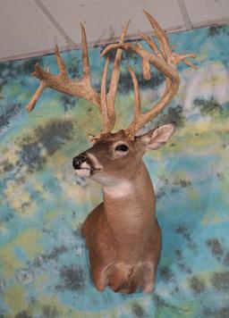 Double Droptine 220 gross 22pts. Whitetail Deer Mounted Shed Buck Shoulder Taxidermy Mount