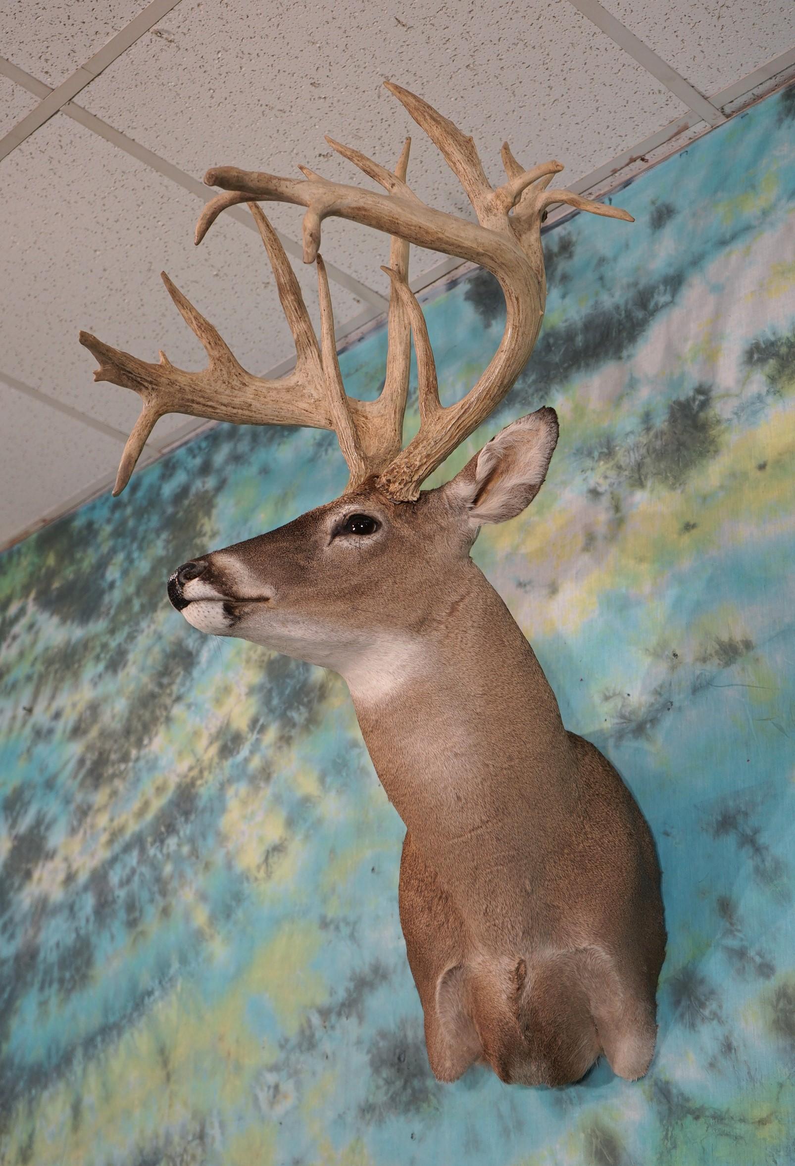 Double Droptine 220 gross 22pts. Whitetail Deer Mounted Shed Buck Shoulder Taxidermy Mount