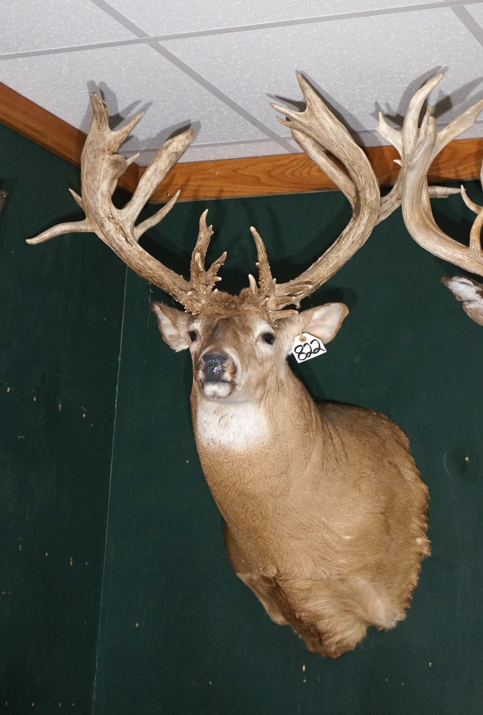 297 5/8" gross Wisconsin Non-Typical Whitetail Deer Shoulder Taxidermy