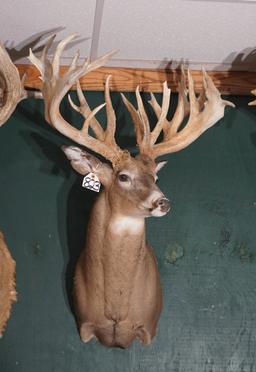 302 2/8" gross 31pts. Ohio Monster Whitetail Non-typical Shoulder Taxidermy Mount