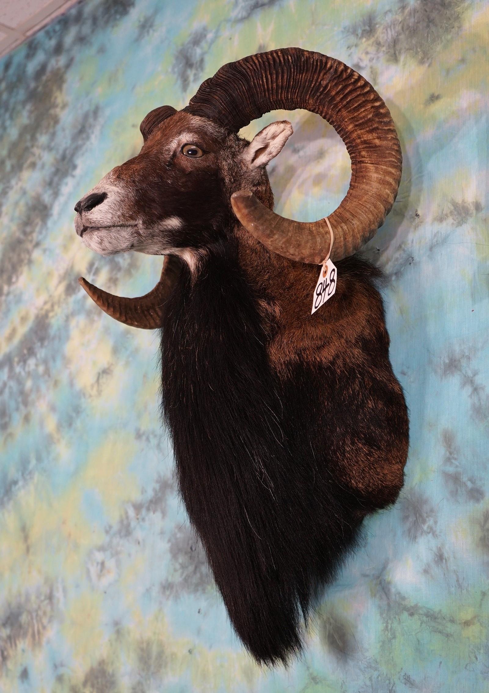 Mouflon Sheep Shoulder Taxidermy Ram Mount