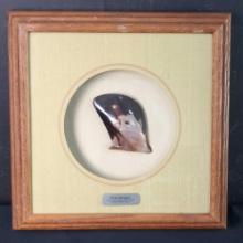 Framed display rare Pteria Penguin brown lip oyster from Philippines