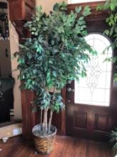 7 ft Ficus tree