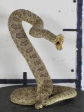 Nice/New Lifesize Striking Prairie Rattlesnake TAXIDERMY