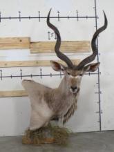 Nice/Big Kudu Pedestal w/Removable Horns TAXIDERMY