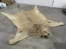 BIG African Lion Rug w/Mounted Head & Nice Mane, Missing some Claws *TX RES ONLY* TAXIDERMY