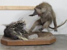 Very Unique Mount w/Lifesize Baboon & African Porcupine on Base w/Wheels TAXIDERMY