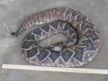 Very Cool XXL Reproduction Rattlesnake TAXIDERMY