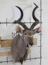 Nice Non Typical Kudu Sh Mt w/Removable Horns TAXIDERMY