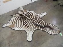 Zebra Rug w/Carpeted Backing & Leather Piping TAXIDERMY
