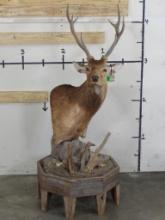 Very Nice Rusa Deer Pedestal TAXIDERMY
