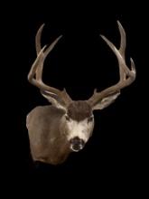 Big, Beautiful, New, Mule Deer , wall pedestal shoulder mount 48 inches tall, 28 inches out from the