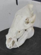 Nice Javelina Skull w/All Teeth TAXIDERMY