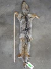 Nice & Soft Coyote Hide TAXIDERMY