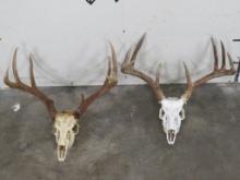 2 Whitetail Skulls, One on Left needs cleaned (ONE$) TAXIDERMY