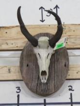 Pronghorn Skull on Nice Wood Plaque TAXIDERMY