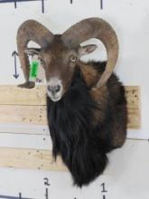 Mouflon Sheep Sh Mt TAXIDERMY