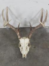 10 Pt Whitetail Skull TAXIDERMY