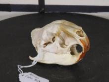 Very Rare African Cane Rat Skull w/All Teeth TAXIDERMY