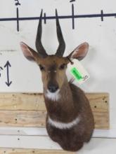 Nice Bushbuck Sh Mt TAXIDERMY