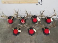 7 Respectable Whitetail Racks on Matching Plaques (ONE$) TAXIDERMY