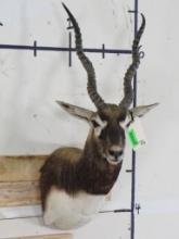 Blackbuck Sh Mt TAXIDERMY