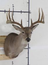 Very Nice 12 Pt Whitetail Sh Mt TAXIDERMY
