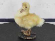Adorable Lifesize Pekin Duckling (Domestic) on Wood Base TAXIDERMY ODDITIES&CURIOSITIES