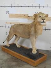 Nice African Lion on Wood Base w/Wheels *TX RES ONLY* TAXIDERMY
