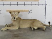 Beautiful Lifesize Laying Lioness w/All Claws *TX RES ONLY* TAXIDERMY