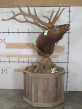 XL Elk Pedestal, Nice Wood Pedestal w/Bear Skull, Has Wheels TAXIDERMY