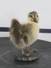 Adorable Lifesize Rouen Duckling (Domestic) on Wood Base TAXIDERMY ODDITIES&CURIOSITIES