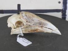 White-Thighed (Female) Hornbill Skull TAXIDERMY