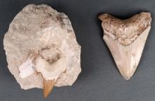 2 MEGALODON SHARK TOOTH LOT 1 IN MATRIX