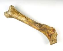 16" Fossilized Right Femur bone from an extinct Cave Bear that is 30,000-40,000 years old.
