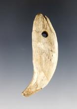 2 5/8" Fort Ancient Culture Bear Tooth Pendant - Fox Field Site in Mason Co., Kentucky.