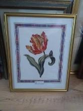 Framed Botanical Print-Tulip