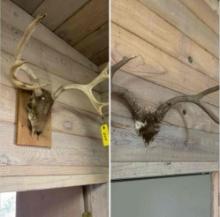 Mounted Antlers, 2 pieces