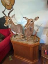 (LR) TAXIDERMY DISPLAY STAND MOUNT, MALE AND FEMALE GAZELLE, STANDS 66"H 36"X10"