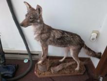 (DEN) NORTH AMERICAN COYOTE TAXIDERMY DISPLAYED STANDING IN ON A ROCK WITH A WOOD BASED NATURAL
