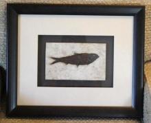 Framed Fossilized Fish Specimen Signed CJ Ulrich with COA